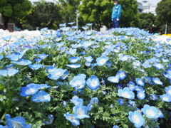 蒼のじゅうたん