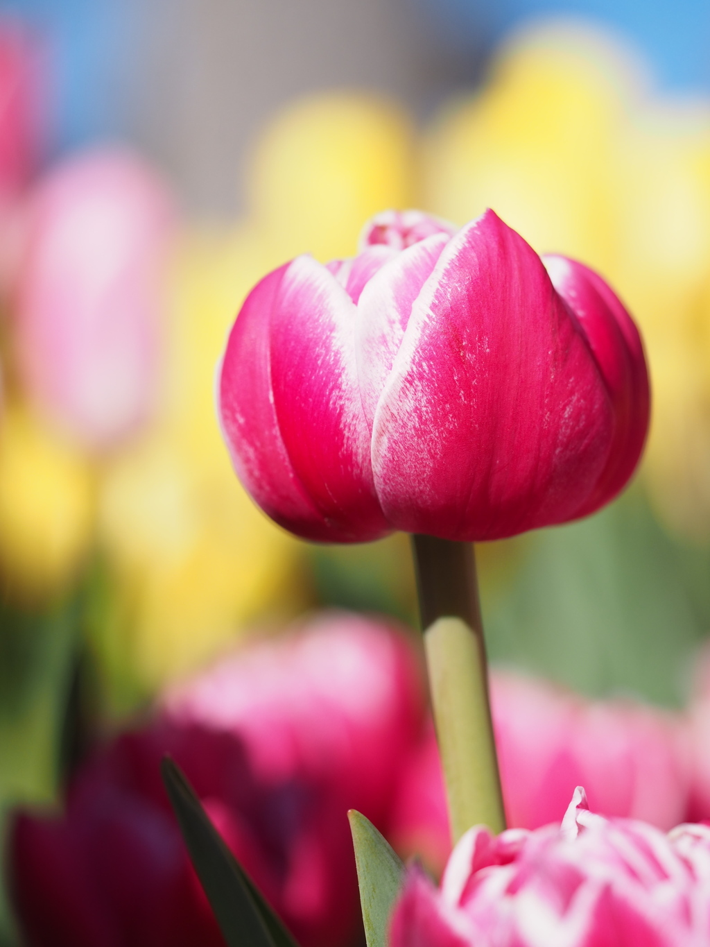 ひと足早い春の彩り