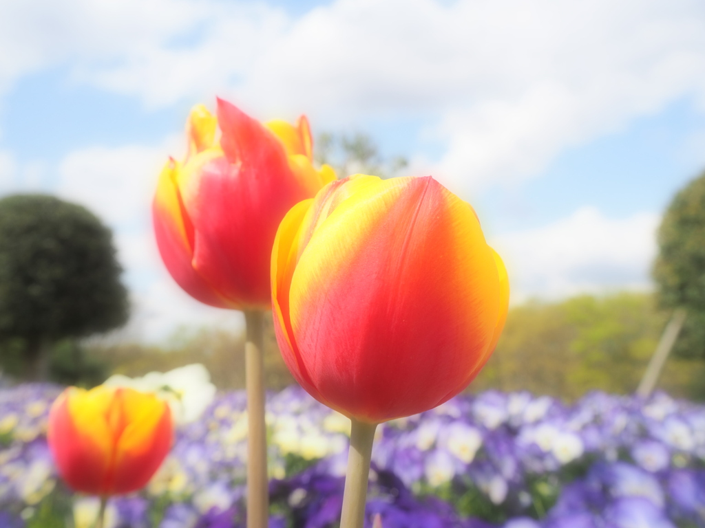 鮮やかな三兄弟