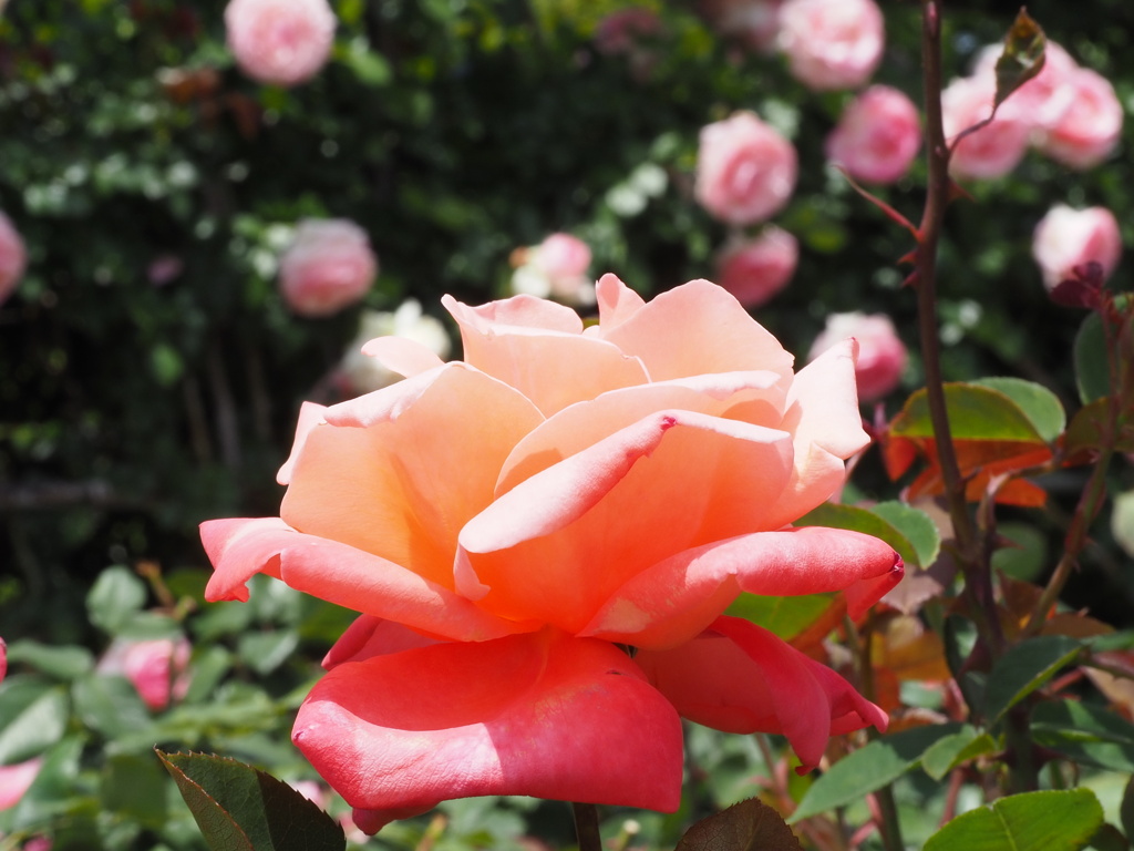 カトリーナ　ドゥヌープ