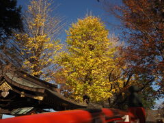 参道の大銀杏