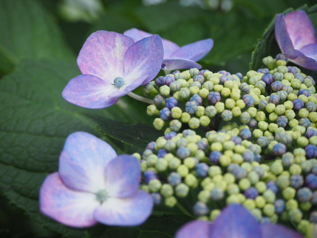花の周りを取り囲み