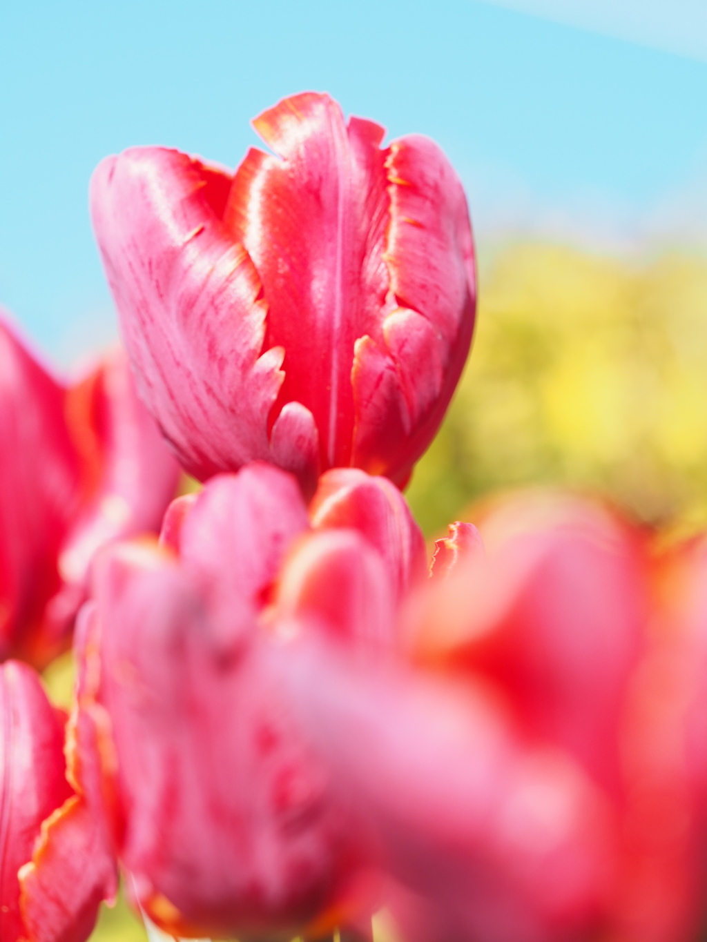 アイスチューリップ