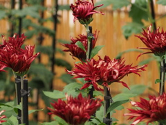 菊