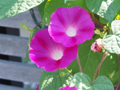 朝顔も日陰を求めて