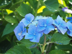 紫陽花