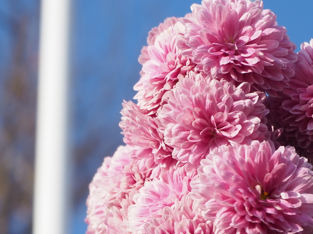 積み重なり咲き誇る