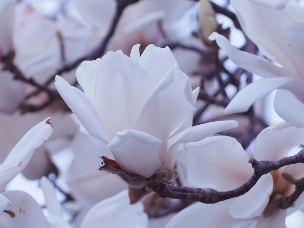 満開の木蘭 by サッシ (ID:10217267) 写真共有サイトPHOTOHITO