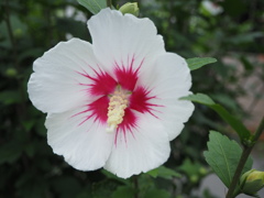 白と赤に夏を感じますね