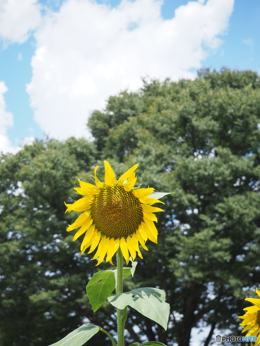 夏の花