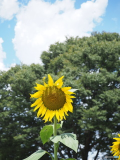 夏の花
