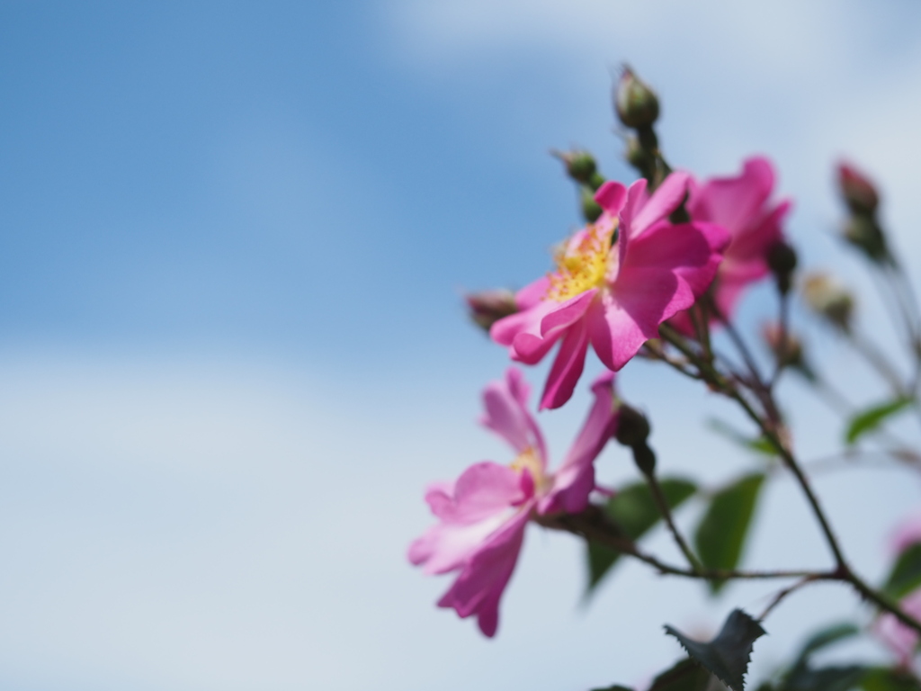 春の空を見上げて