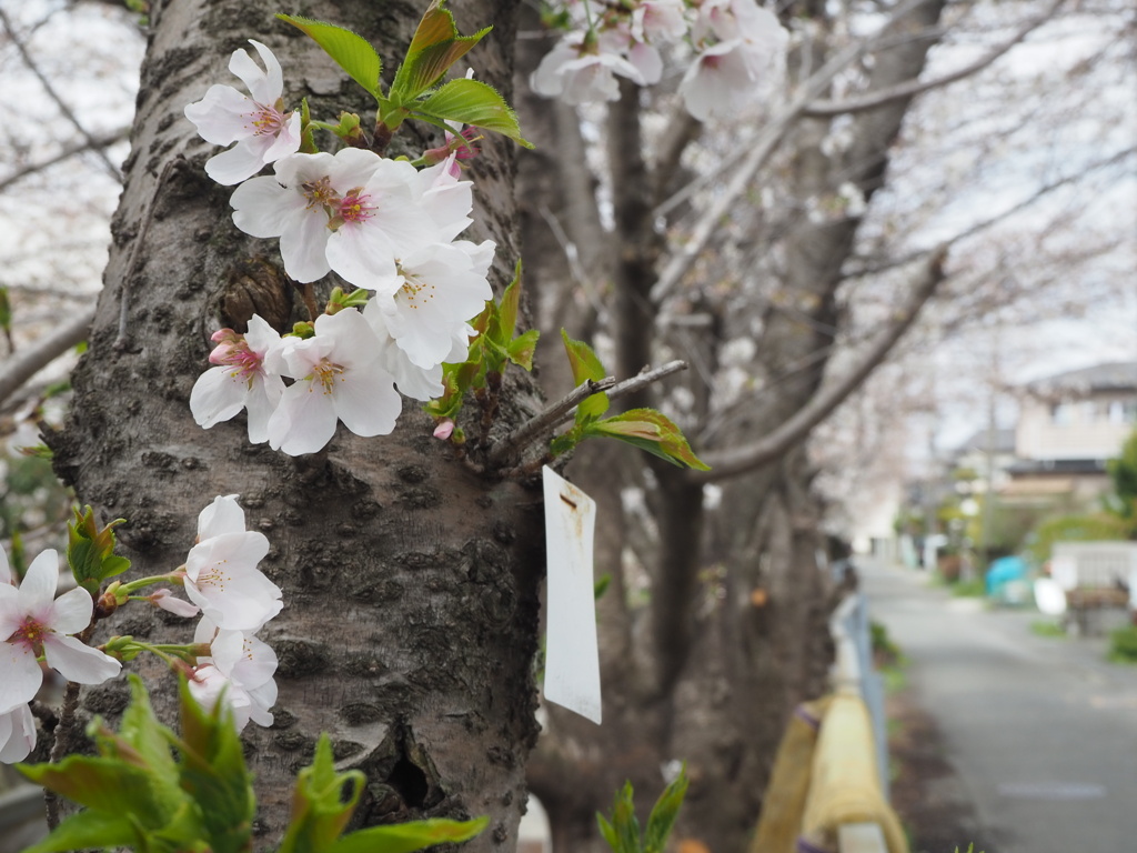 桜咲く