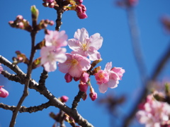 河津桜