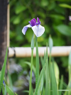 菖蒲
