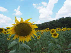 暑い夏