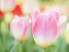 チューリップ