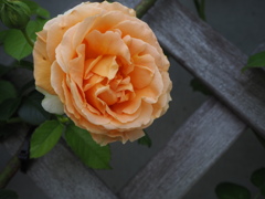 バタースコッチ