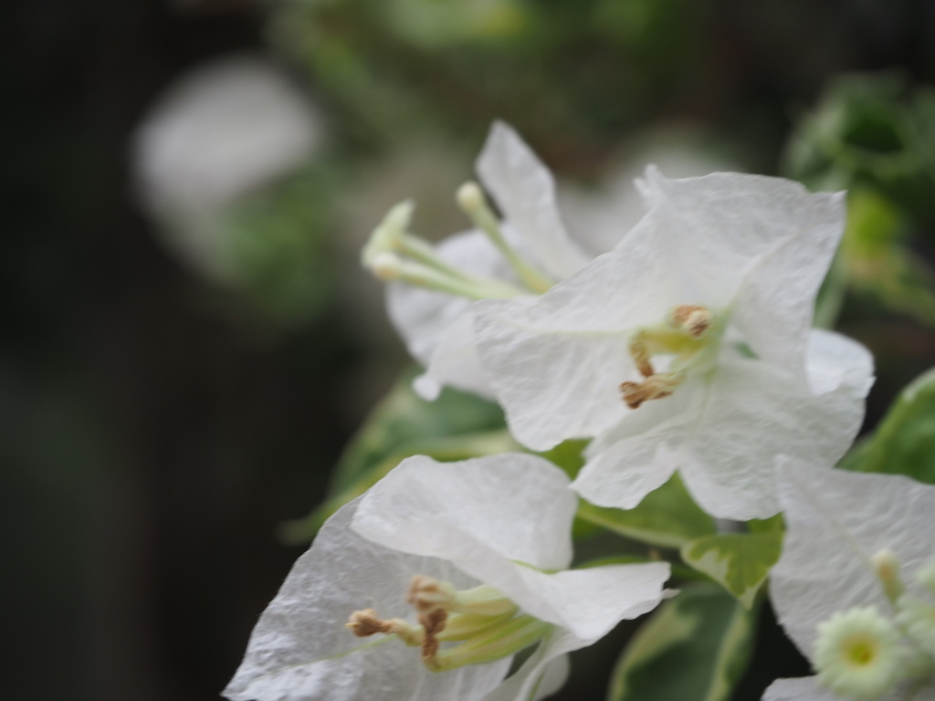 ブーゲンビリア