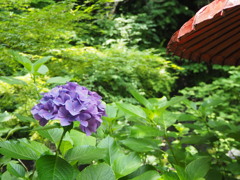 紫陽花