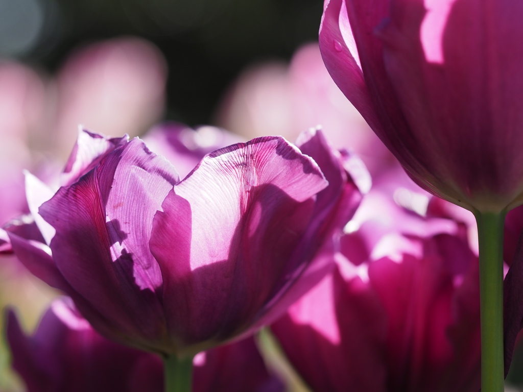 パープルスカイ