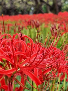 曼珠沙華