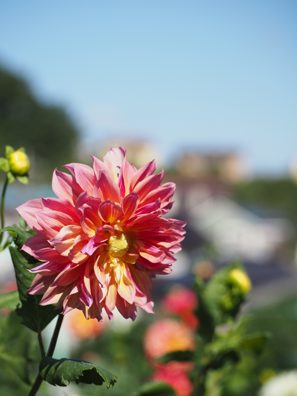 晴れの日のダリア