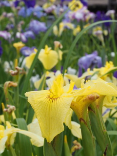 菖蒲