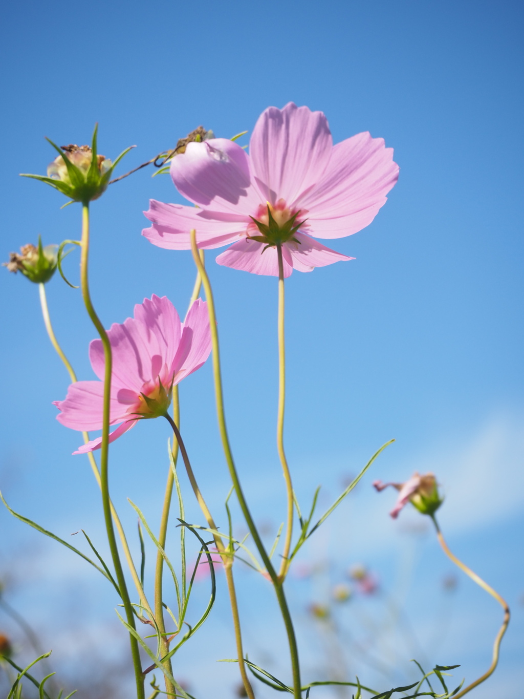 コスモス