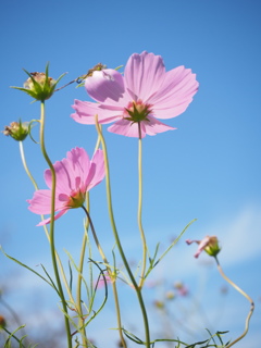 コスモス