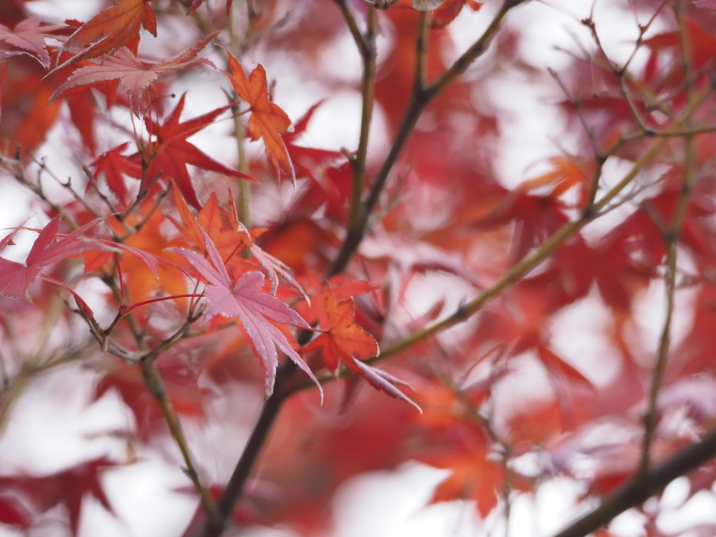 紅葉