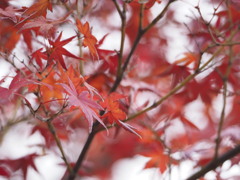 紅葉