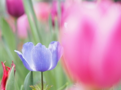 春の花壇は賑やかです
