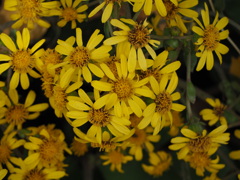 手まりのような花模様