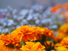 オレンジの世界