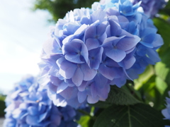 街角のあじさい