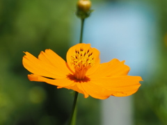 コスモス