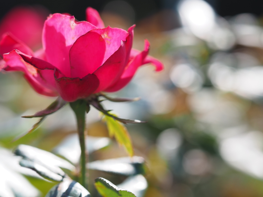 秋の花と秋の光