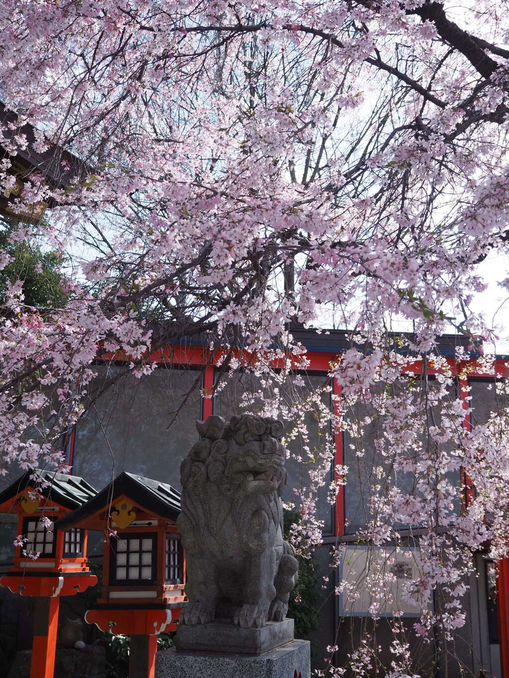 狛犬と桜