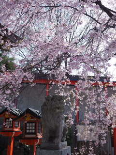 狛犬と桜