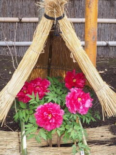 四姉妹の冬ごもり