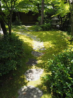 光と苔の道