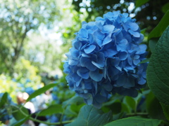 紫陽花