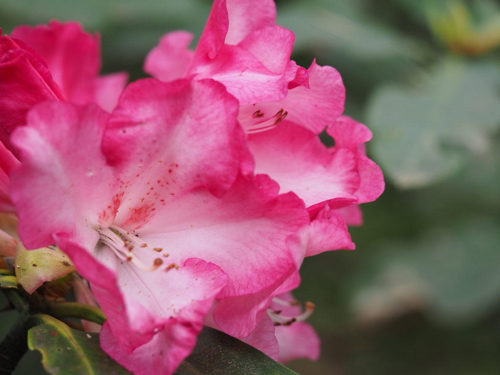 レムズモナーク