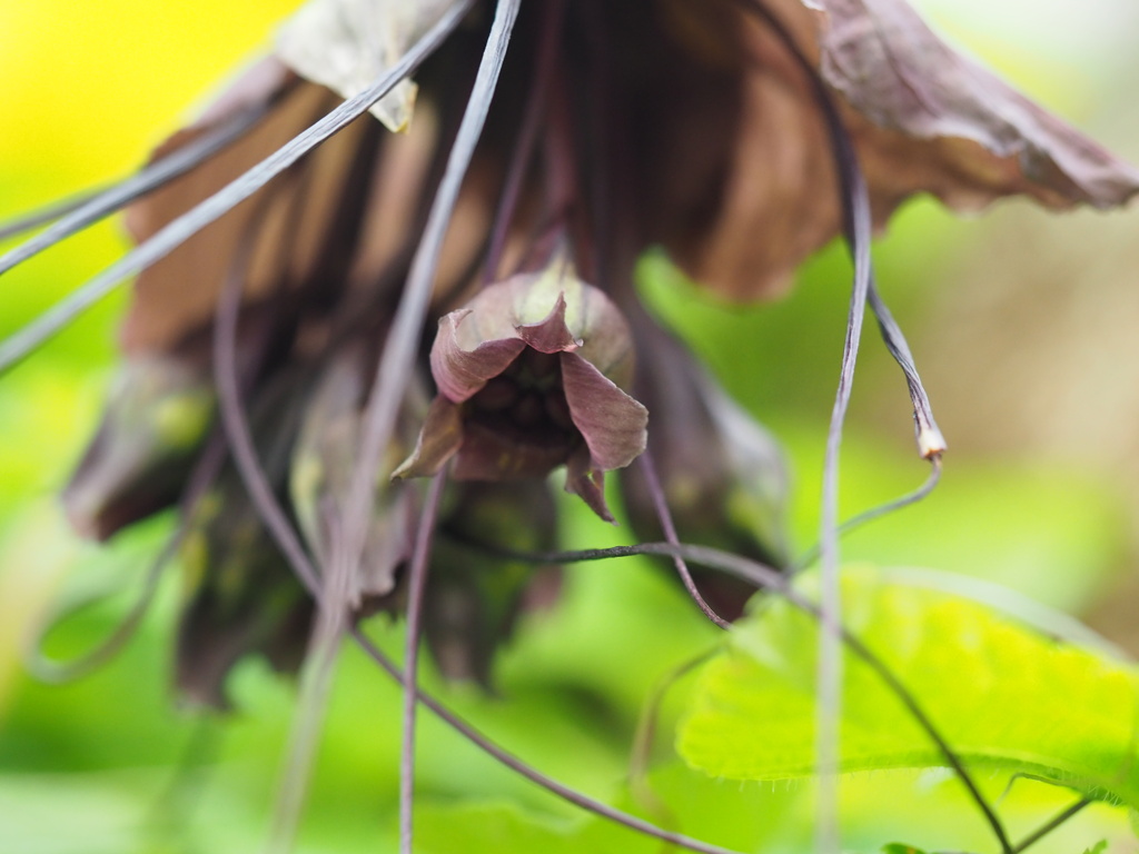 バットフラワー