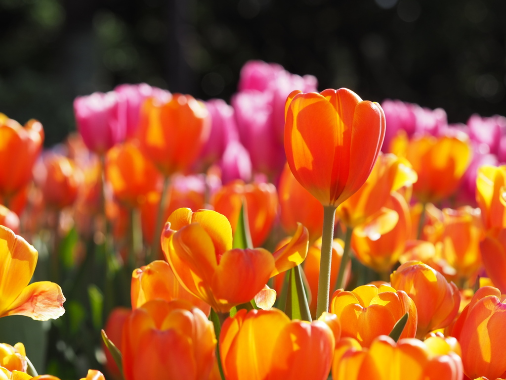 アイスチューリップ