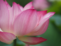 蓮の花