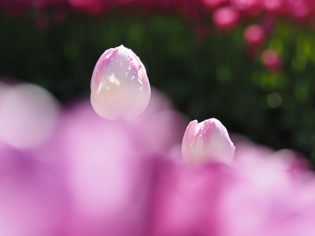 ファーストクラス