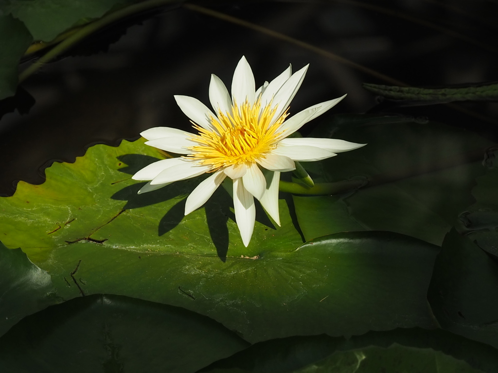 スポットライト