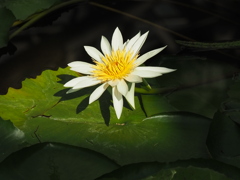 スポットライト